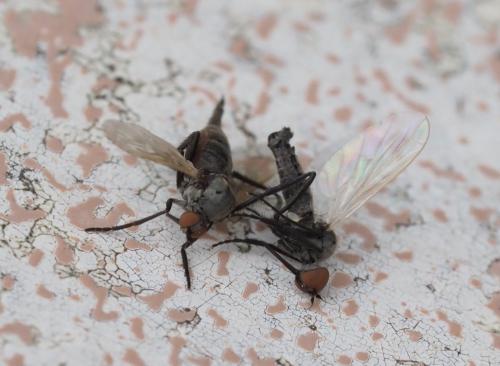 Réf. 261 704 : Empis sp.